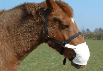 Equine Breather Training Pack