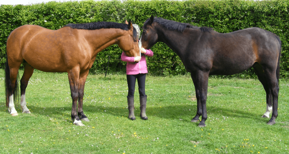 Horse ailments and behavioural problems can Equine Breathing help?