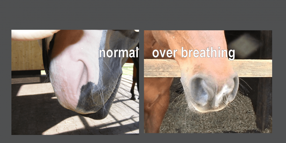 Horse breathing hard/fast/heavy, breathless, panting, and ...