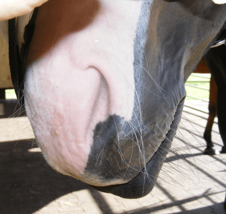 Help your horse heal with these instructions for Equine Breathing 1N